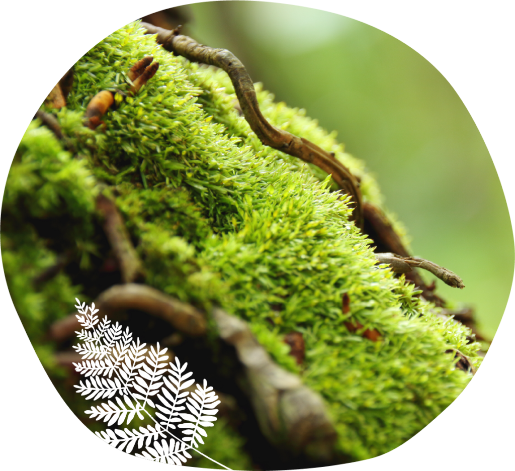 Danse de l'Être, praticienne en danse thérapie holistique