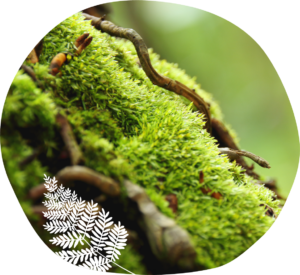 Danse de l'Être, praticienne en danse thérapie holistique